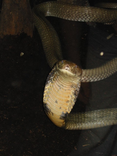 King Cobra3.jpg [77 Kb]